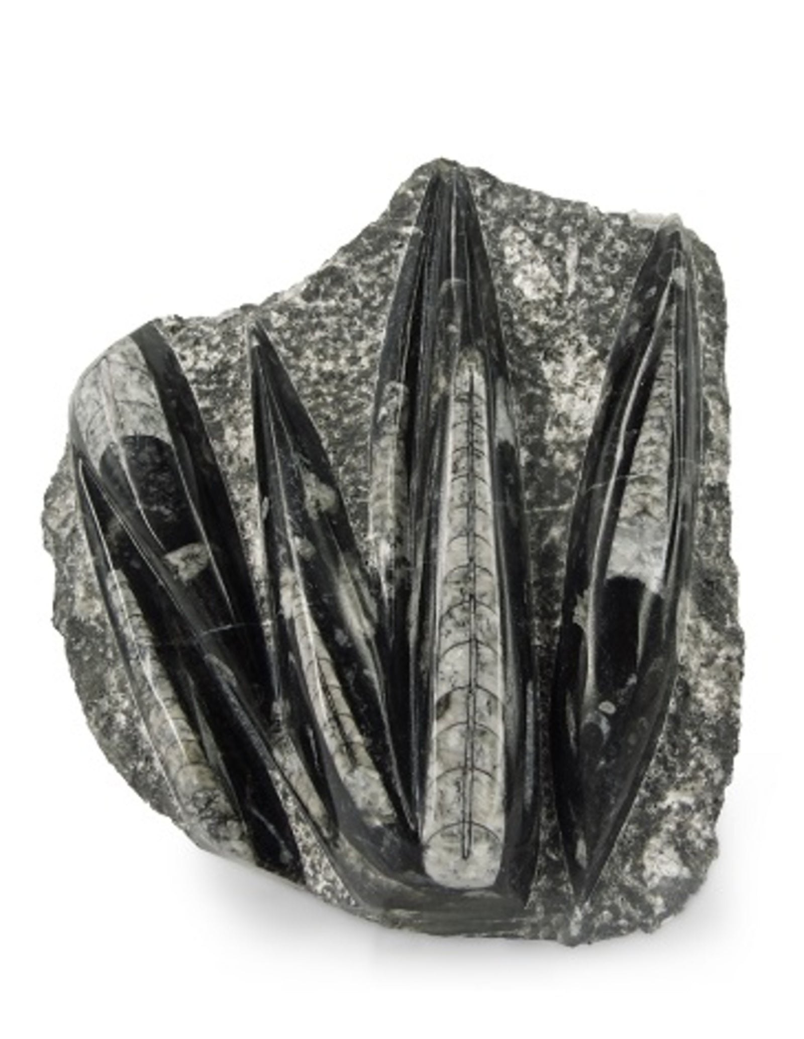 Orthoceras stukken, p/kg