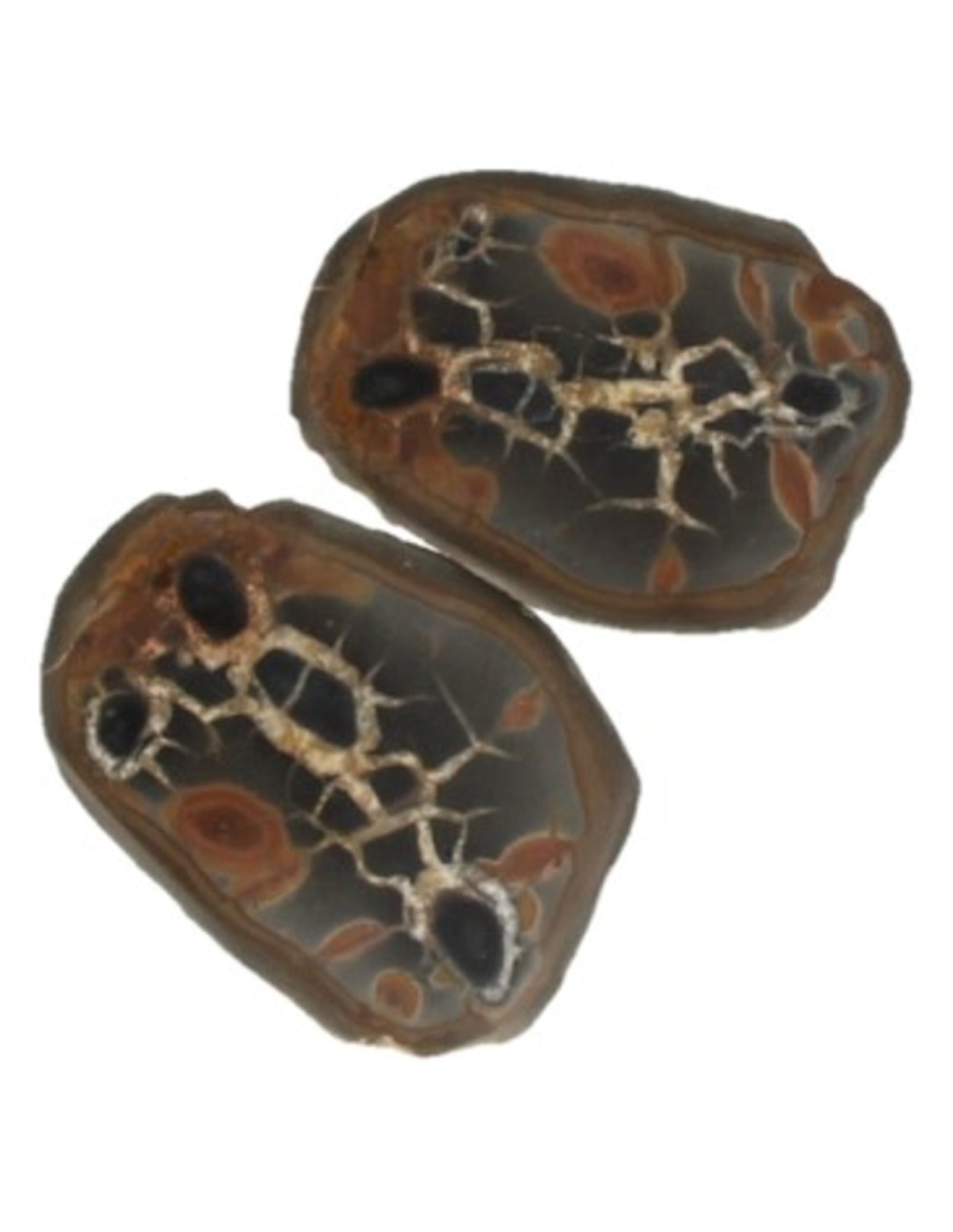 Septarie / thunderstone paar 3-5 cm