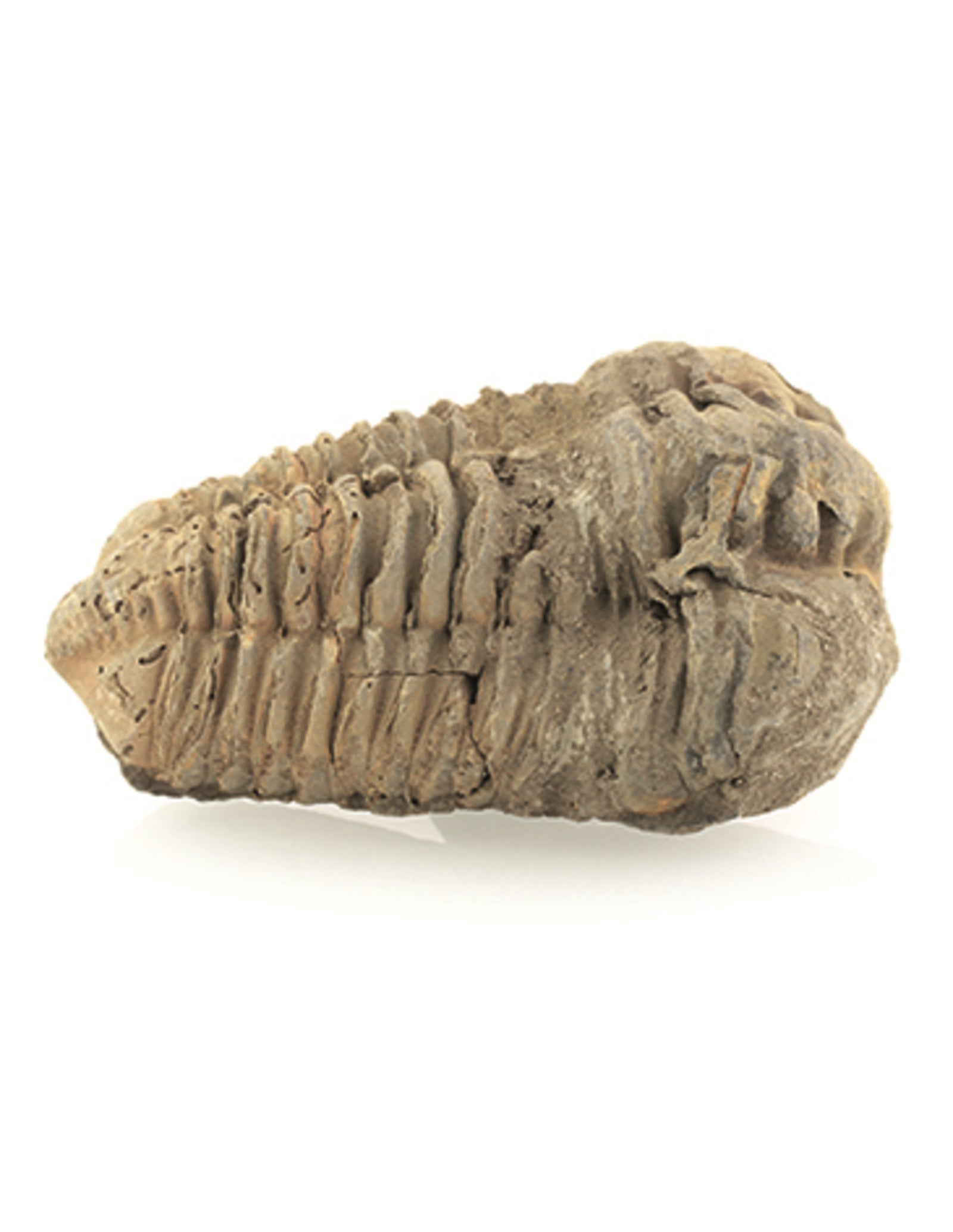 Trilobiet bruin ca. 6 cm