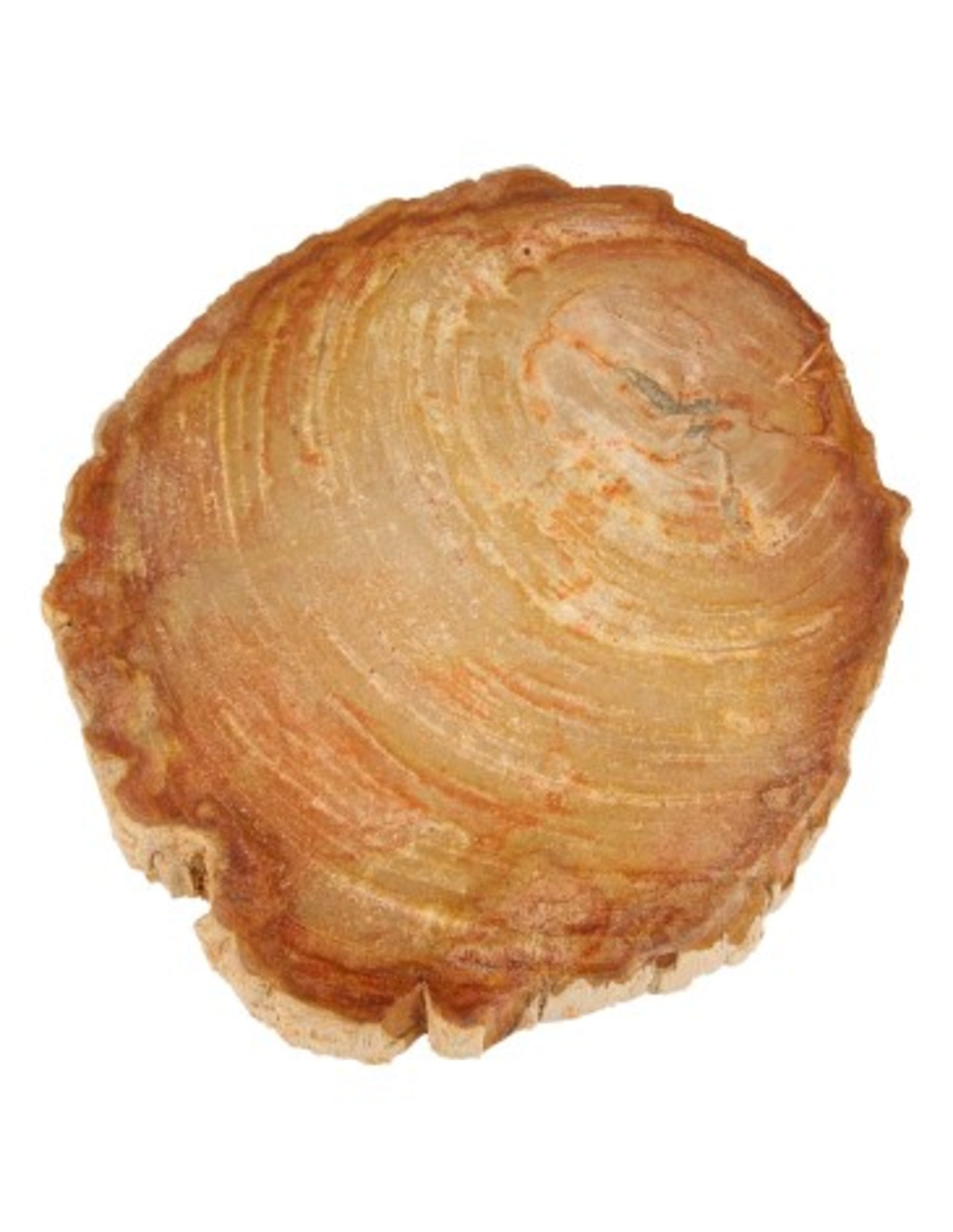 Versteend houten schijven Indonesië, p/kg