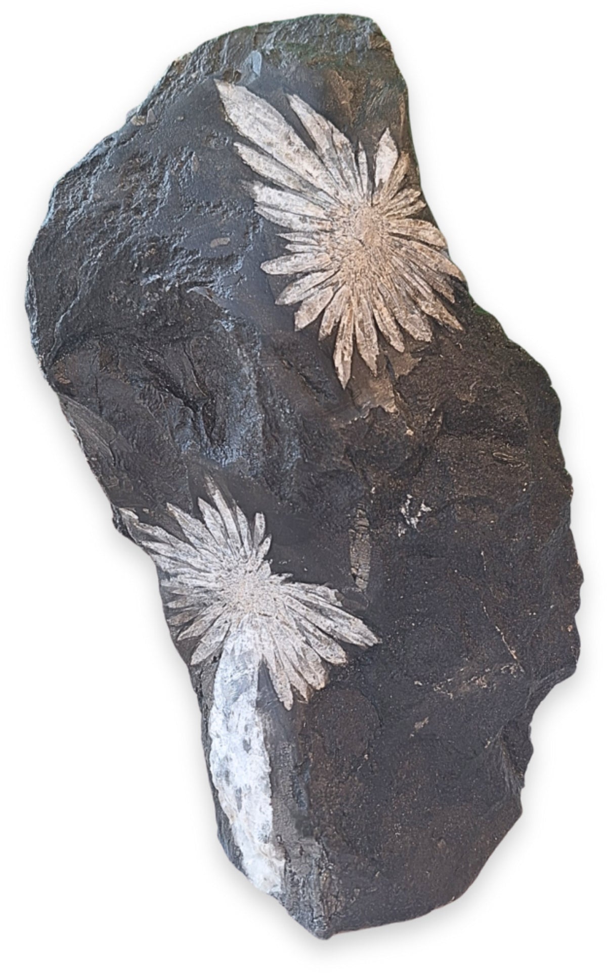 Chrysantensteen sculptuur nr.07