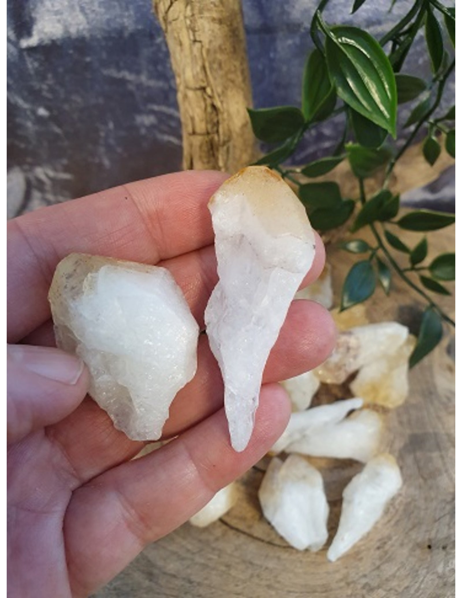 Citrien puntjes ruw (verhit), p/kg