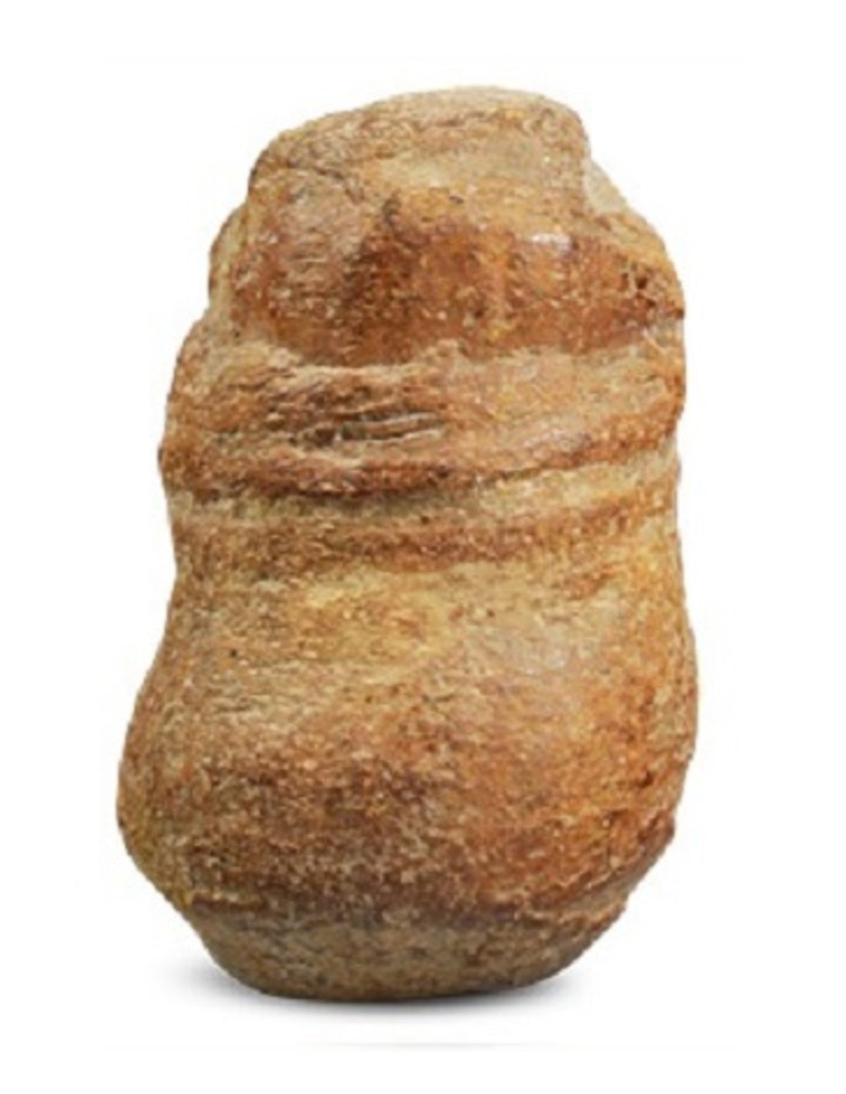 Fossiele cassave klein