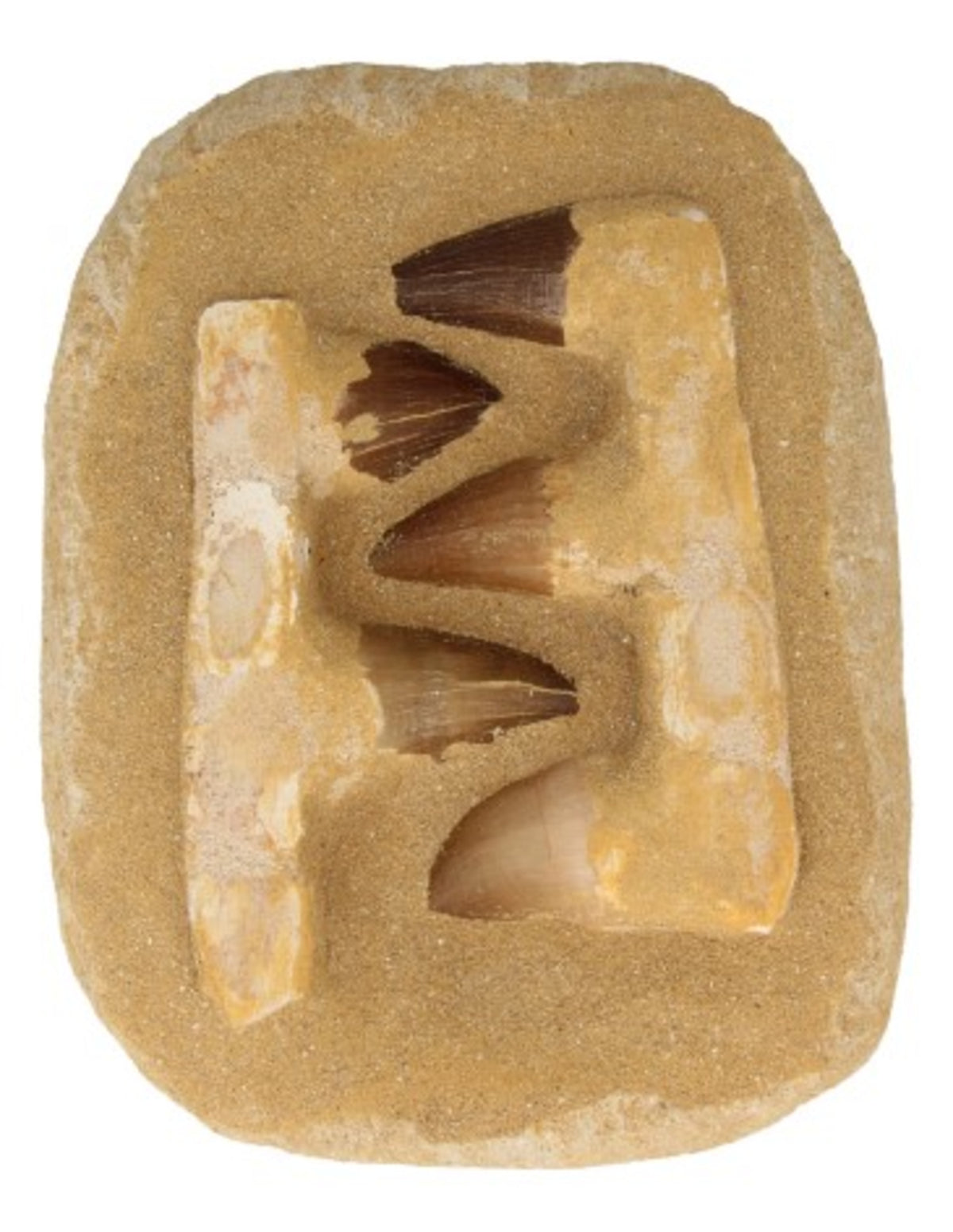 Mosasauruskaak
