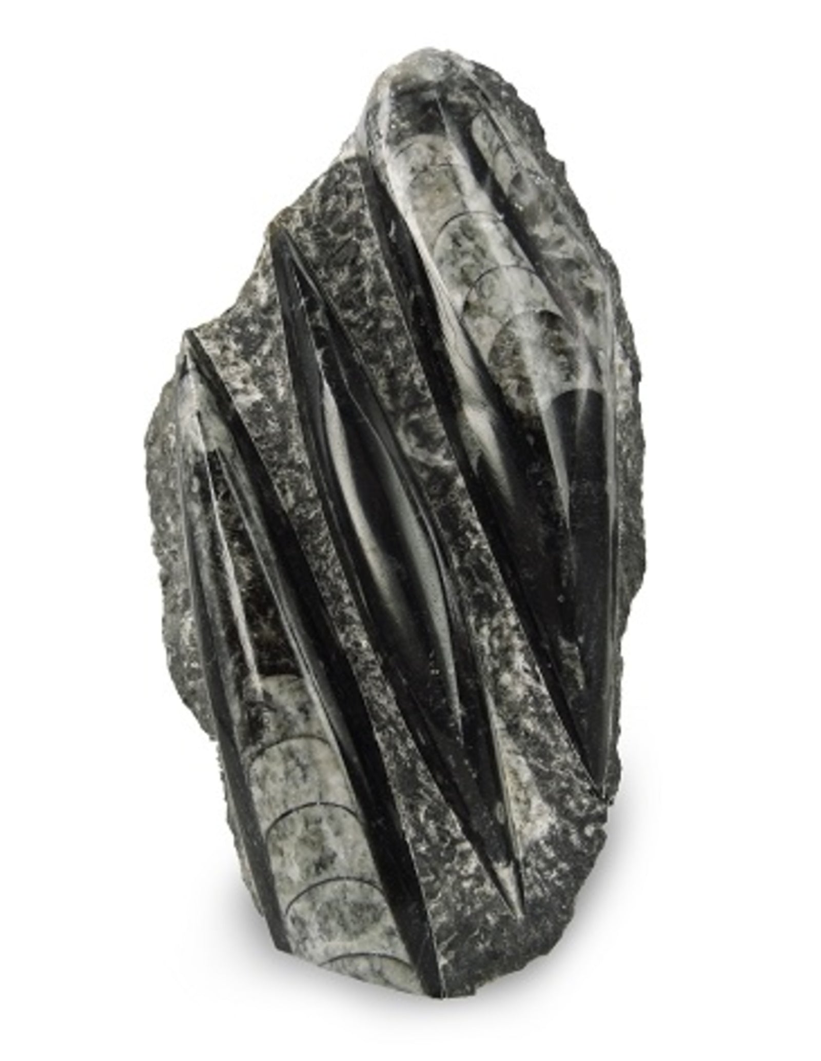 Orthoceras stukken, p/kg