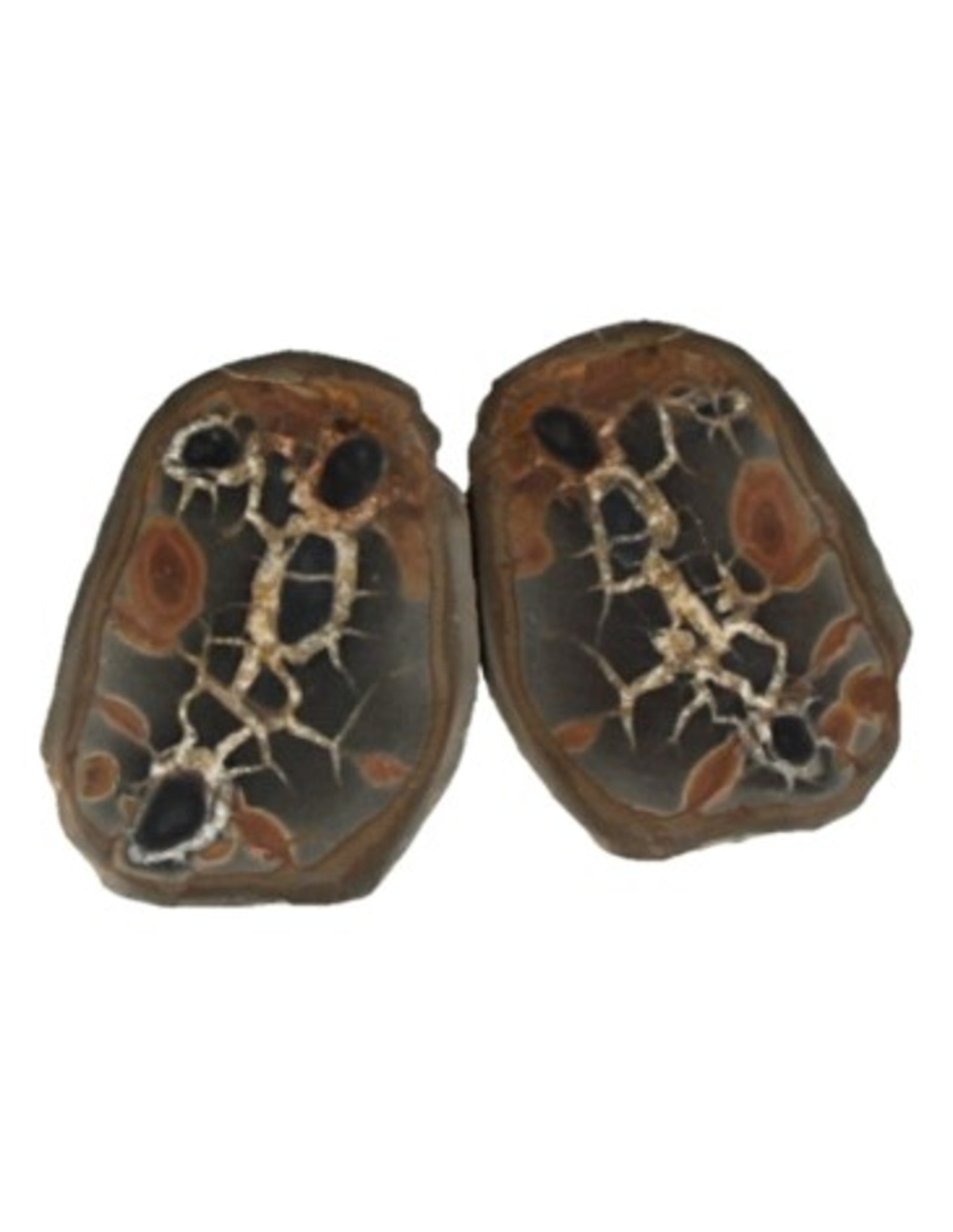 Septarie / thunderstone paar 3-5 cm