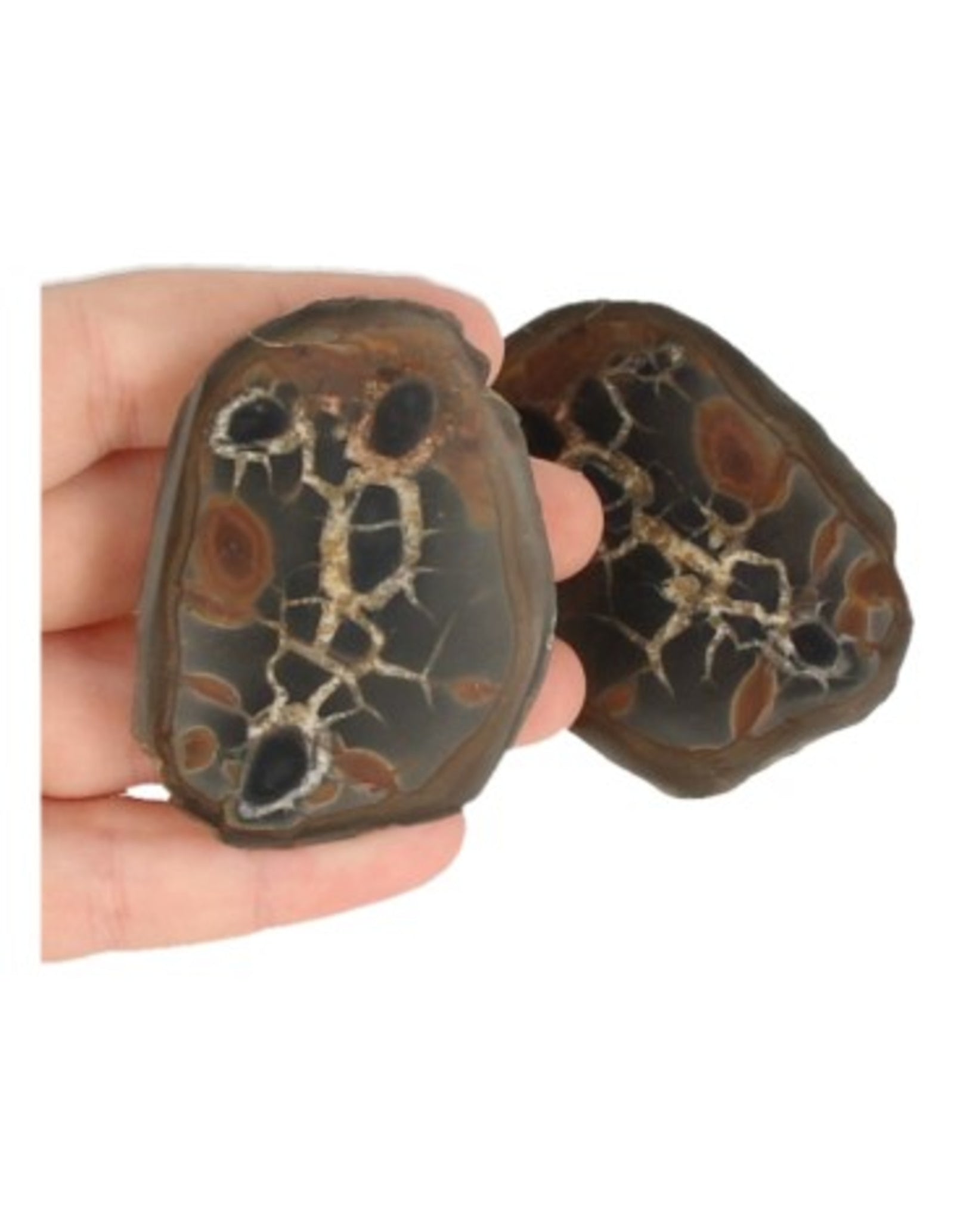 Septarie / thunderstone paar 3-5 cm