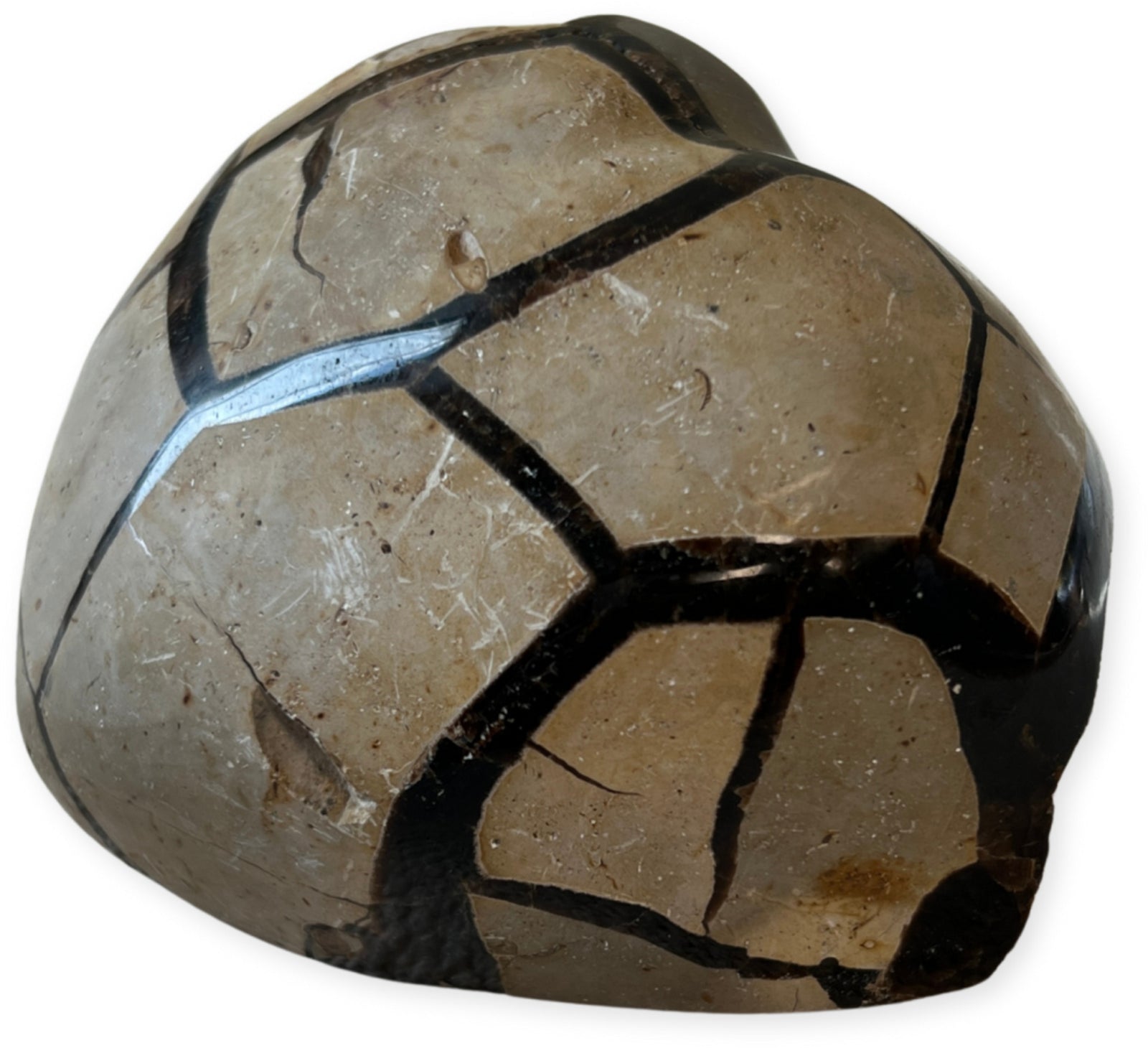 Septarie wild hart nr.07