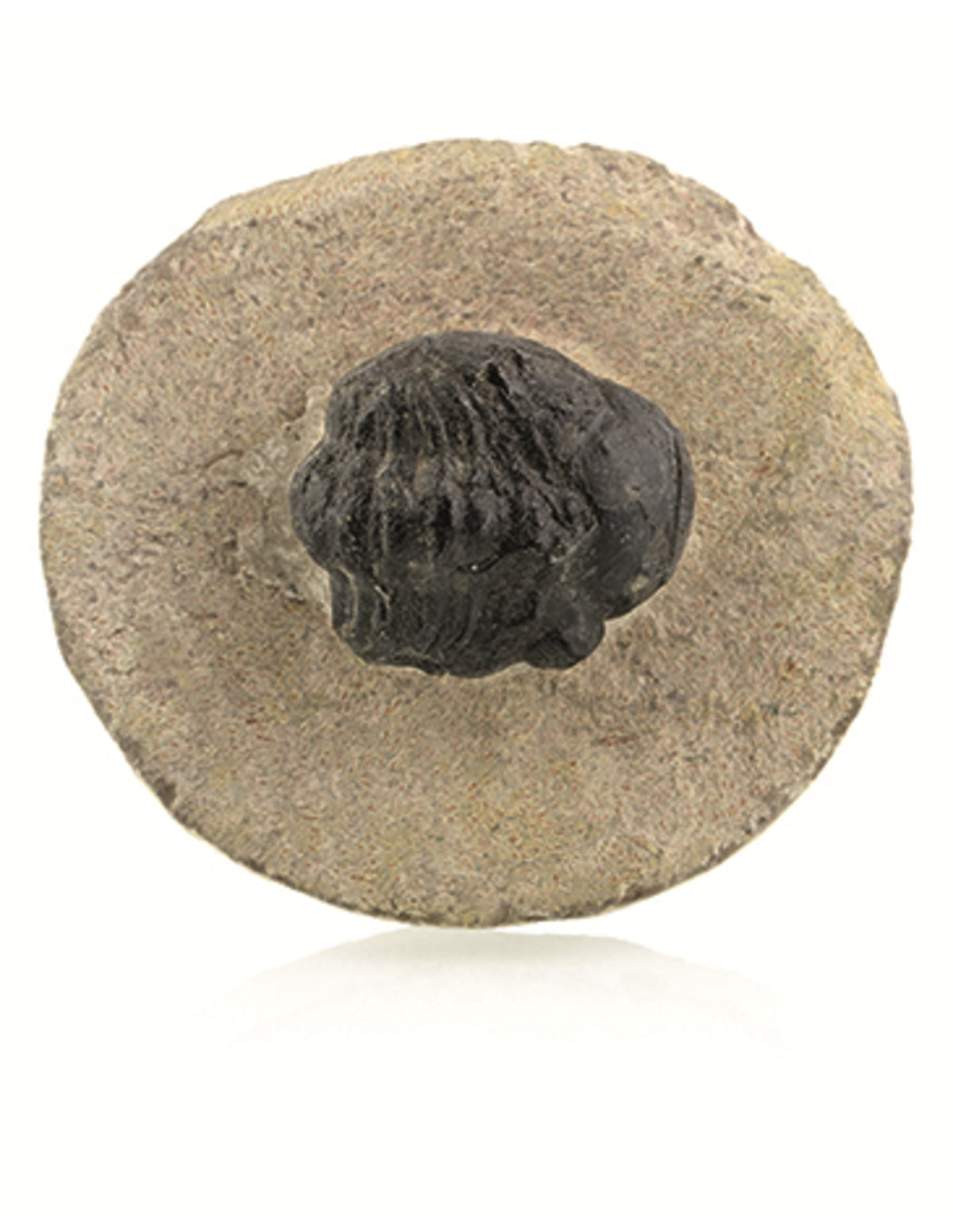 Trilobiet zwart ca. 2 cm