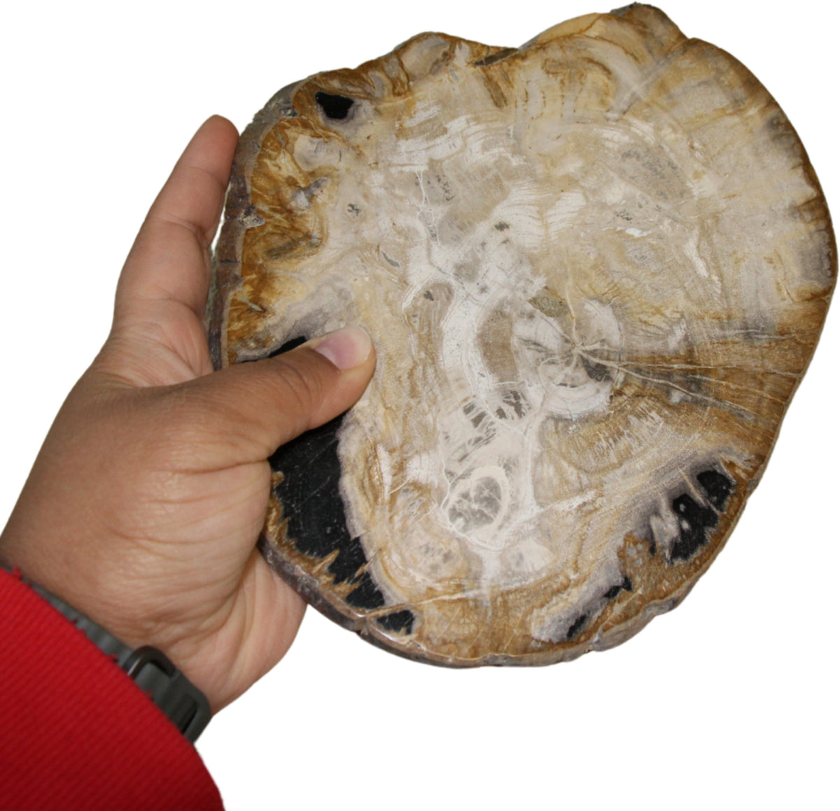 Versteend houten schijf bruin/zwart nr.52 p/st