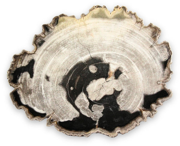 Versteend hout schijf grijsbruin (Indonesië)