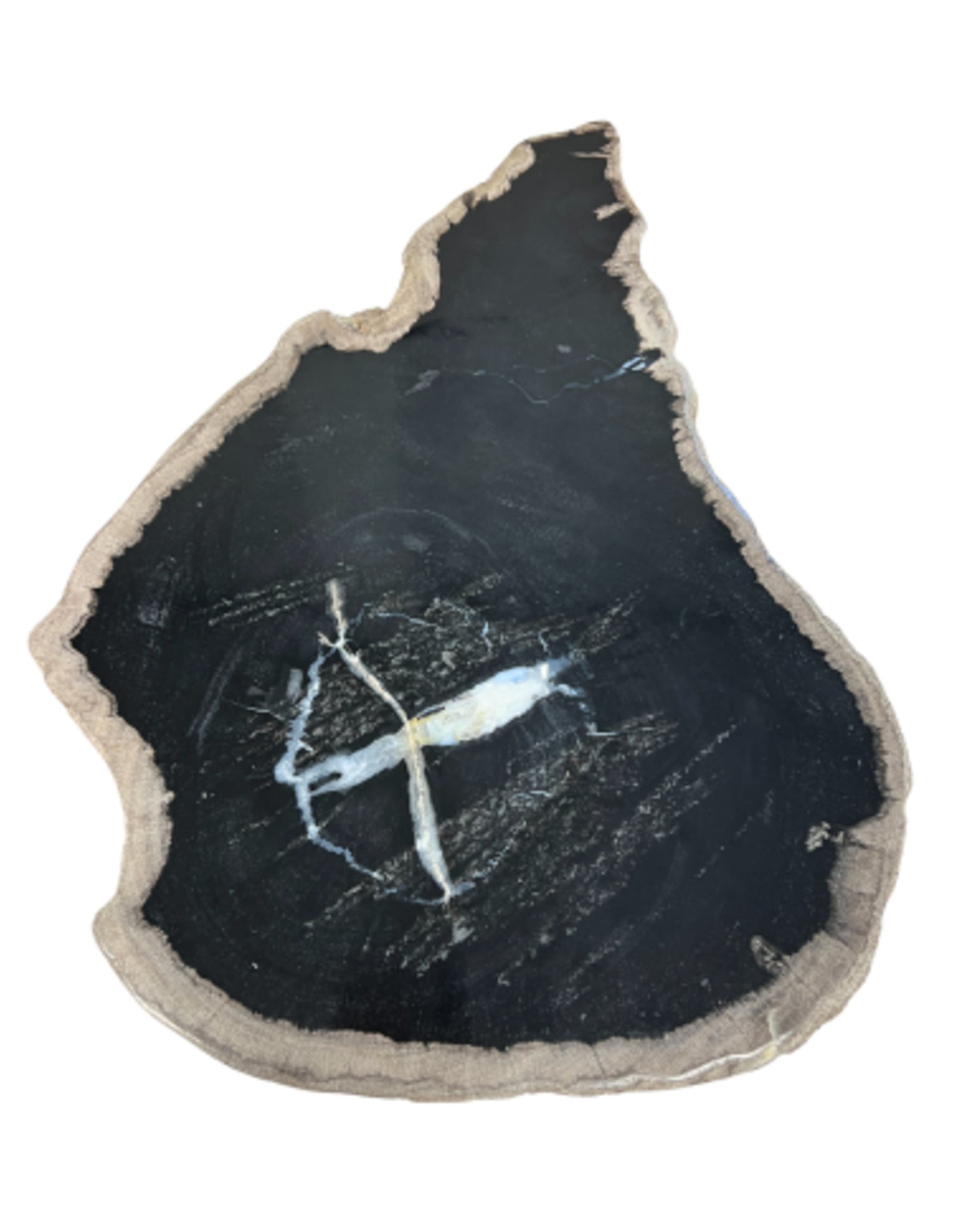 Versteend houten schijf zwart groot nr.02