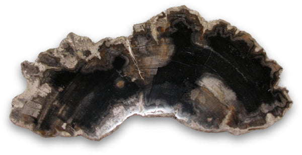 Versteend hout schijf, zwart